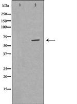 TRAF7 Antibody in Western Blot (WB)