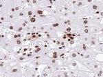 Neurogenin 1 Polyclonal Antibody