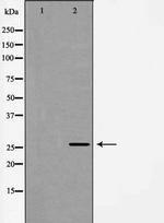 Neurogenin 1 Antibody in Western Blot (WB)