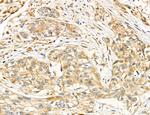 SLC22A8 Antibody in Immunohistochemistry (Paraffin) (IHC (P))