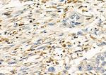 PP2A beta Antibody in Immunohistochemistry (Paraffin) (IHC (P))