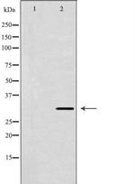 NTF3 Polyclonal Antibody