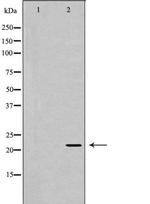 NTF4 Polyclonal Antibody