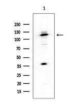 MNAR Antibody in Western Blot (WB)