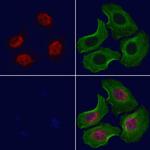 NLK Polyclonal Antibody