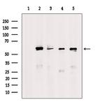 NLK Antibody in Western Blot (WB)