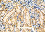 AHCY Antibody in Immunohistochemistry (Paraffin) (IHC (P))