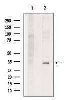 EMAP II Antibody in Western Blot (WB)