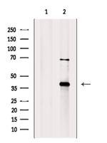 DAO Polyclonal Antibody