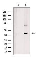 GTF2A1 Antibody in Western Blot (WB)