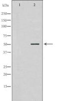 NEK2 Polyclonal Antibody