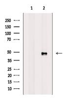 SMARCE1 Antibody in Western Blot (WB)