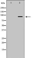 Cullin 5 Polyclonal Antibody