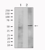 GFR alpha-1 Antibody in Western Blot (WB)