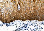 PSMC6 Polyclonal Antibody