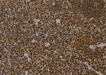 MPG Antibody in Immunohistochemistry (Paraffin) (IHC (P))