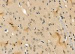 MPG Antibody in Immunohistochemistry (Paraffin) (IHC (P))