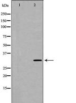MPG Antibody in Western Blot (WB)