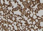 PEPD Polyclonal Antibody