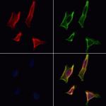 PACT Polyclonal Antibody
