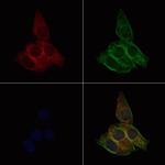 PER3 Polyclonal Antibody