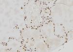 PER3 Antibody in Immunohistochemistry (Paraffin) (IHC (P))