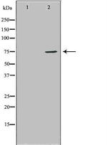 HDC Polyclonal Antibody