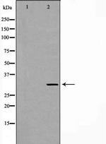 PEX19 Polyclonal Antibody
