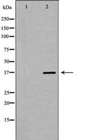PSRC1 Antibody in Western Blot (WB)