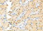 RFC4 Polyclonal Antibody