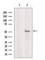 SEMG1 Polyclonal Antibody