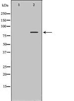 SLC3A1 Polyclonal Antibody