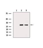 PSMF1 Polyclonal Antibody