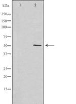 Hemopexin Polyclonal Antibody