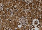 CREM Polyclonal Antibody
