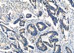 PLTP Antibody in Immunohistochemistry (Paraffin) (IHC (P))