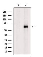 PLTP Antibody in Western Blot (WB)