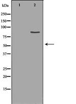 CLC-5 Polyclonal Antibody