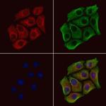 SPRY4 Polyclonal Antibody