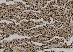 LATS2 Polyclonal Antibody