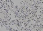 MDMX Polyclonal Antibody