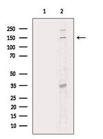 SMC3 Antibody in Western Blot (WB)