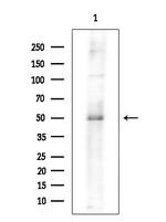 WNT10A Antibody in Western Blot (WB)
