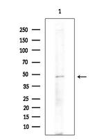 WNT10A Antibody in Western Blot (WB)