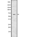 USP22 Polyclonal Antibody