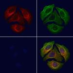 Phospho-ErbB3 (Tyr1289) Polyclonal Antibody