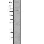 Jagged2 Antibody in Western Blot (WB)