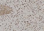 TMX2 Antibody in Immunohistochemistry (Paraffin) (IHC (P))
