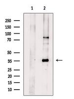 TMX2 Antibody in Western Blot (WB)