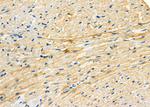 TC10 Polyclonal Antibody